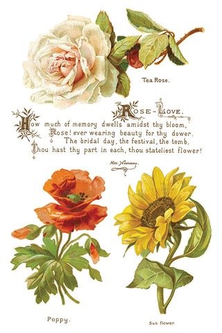 Lover of Flowers IOD Transfer (8) 8x12