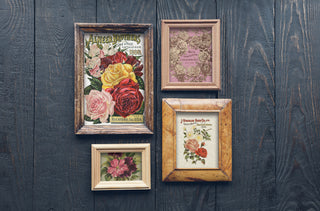 Seed Catalogue IOD Transfer